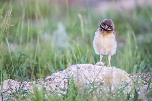 USA, Wyoming, Sublette County, Pinedale, a Burrowing Owl chick stands at it's USA, Wyoming, Sublette County, Pinedale, a Burrowing Owl chick stands at it's