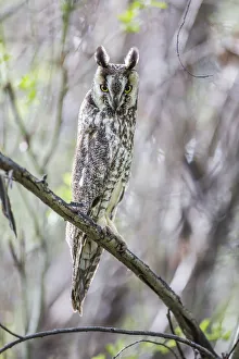 USA, Wyoming, Sublette County, Pinedale, A Male Long-eared Owl roosts in an aspen USA, Wyoming, Sublette County, Pinedale, A Male Long-eared Owl roosts in an aspen