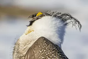 Images Dated 27th March 2016: USA, Wyoming, Sublette County. Portrait of a male Greater Sage Grouse displaying on a lek in Spring