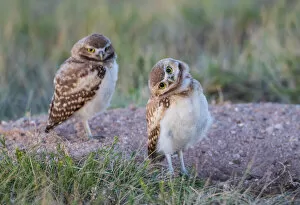 Young Collection: USA, Wyoming, Sublette County. Two young Burrowing owls stand at the edge of their