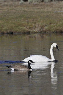 Images Dated 24th April 2010: USA, Wyoming, Trumpeter Swan, Canada Goose, Yellowstone National Park