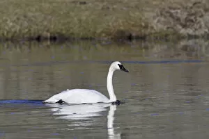 Images Dated 24th April 2010: USA, Wyoming, Trumpeter Swan, Yellowstone National Park
