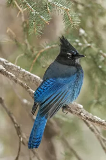 Images Dated 22nd January 2014: USA, Wyoming, Yellowstone National Park. Stellers jay bird in tree. Credit as