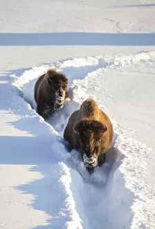 Images Dated 4th February 2014: USA, Wyoming, Yellowstone National Park, Bison Cow and calf walking down snow trail