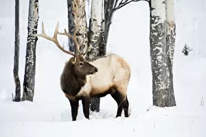 Images Dated 25th January 2013: USA, Wyoming, Yellowstone National Park. A bull elk walking through Aspen trees foraging for grass