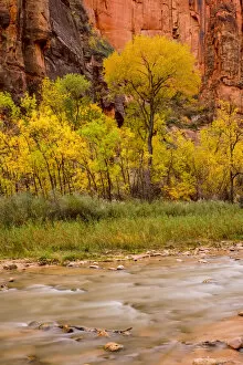 Zion National Park Gallery: USA, Zion National Park, Fall Colors