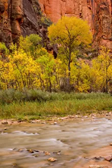 Zion National Park Gallery: USA, Zion National Park, Fall Colors