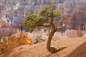 UT, Bryce Canyon National Park, Limber Pine tree UT, Bryce Canyon National Park, Limber Pine tree