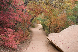 UT, Zion National Park, Zion Canyon, Emerald Pools trail, with Big Tooth Maple trees UT, Zion National Park, Zion Canyon, Emerald Pools trail, with Big Tooth Maple trees