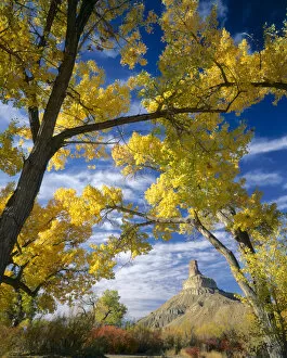 UTAH. USA. Gunnison Butte framed by cottonwoods (Populus fremontii) & squawbush