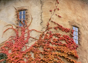 Utah. USA. Detail of round tower & Virginia creeper. La Caille at Quail Run in autumn Utah. USA. Detail of round tower & Virginia creeper. La Caille at Quail Run in autumn
