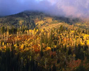 UTAH, USA. Slopes of Bountiful Peak in autumn. Wasatch Mountains. Wasatch-Cache National
