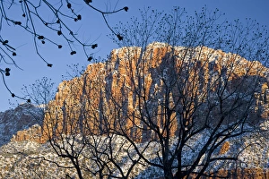 Utah. USA. View of the Watchman in Zion National Park through pecan trees in Springdale Utah. USA. View of the Watchman in Zion National Park through pecan trees in Springdale