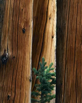 UTAH. USA. Young Engelmann spruce grows between spruce snags (Picea engelmannii)