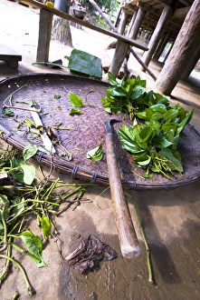 Uttar Dari Village, Raba (weavers) Tribe, Assam State, northeast India, woven platter Uttar Dari Village, Raba (weavers) Tribe, Assam State, northeast India, woven platter