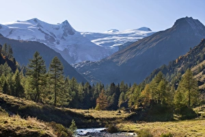 The valley Innergschloess with european larch (larix decidua) colored in fall in the foreground The valley Innergschloess with european larch (larix decidua) colored in fall in the foreground