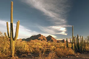 A valley of saguaro cactus in Organ Pipe Cactus National Monument A valley of saguaro cactus in Organ Pipe Cactus National Monument