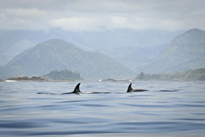 Vancouver Island, Clayoquot Sound. Orcas surfacing Vancouver Island, Clayoquot Sound. Orcas surfacing