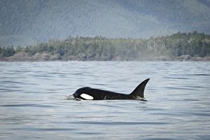 Vancouver Island, Clayoquot Sound. Orca surfacing Vancouver Island, Clayoquot Sound. Orca surfacing