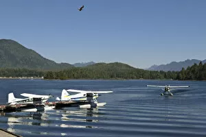 Images Dated 4th September 2011: Vancouver Island, Tofino. Seaplanes with seagull flying overhead