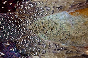 Variations on feather colors of the Ring-necked Pheasant Variations on feather colors of the Ring-necked Pheasant