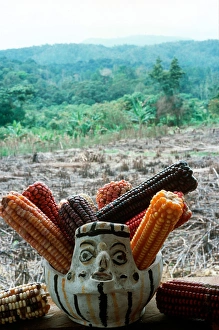Varieties of corn that Lacandons have grown for millenia in their milpas.' Varieties of corn that Lacandons have grown for millenia in their milpas.'