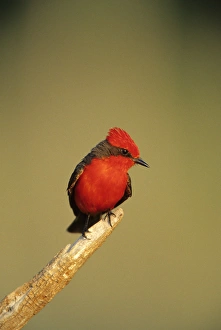 Vermillion Flycatcher (Pyrocephalus rubinus) male, Starr Co, Texas Vermillion Flycatcher (Pyrocephalus rubinus) male, Starr Co, Texas