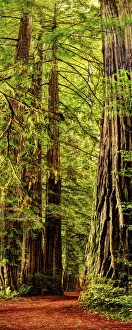 Vertical panoramic of giant Redwood trees in Redwood National Park, California Vertical panoramic of giant Redwood trees in Redwood National Park, California