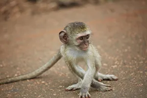 Vervet Monkey infant (Chlorocebus pygerythrus), Kruger National Park, South Africa Vervet Monkey infant (Chlorocebus pygerythrus), Kruger National Park, South Africa
