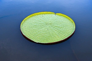 Victoria amazonica lily pad on Rupununi River, southern Guyana Victoria amazonica lily pad on Rupununi River, southern Guyana