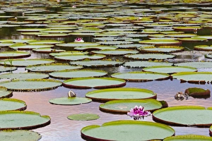 Victoria amazonica lily pads and flowers on Rupununi River, southern Guyana Victoria amazonica lily pads and flowers on Rupununi River, southern Guyana