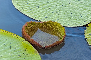 Victoria amazonica lily pads, new leaf, on Rupununi River, southern Guyana Victoria amazonica lily pads, new leaf, on Rupununi River, southern Guyana