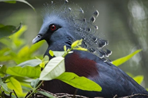 Victoria Crowed-Pigeon (Goura Victoria) native to New Guinea Victoria Crowed-Pigeon (Goura Victoria) native to New Guinea