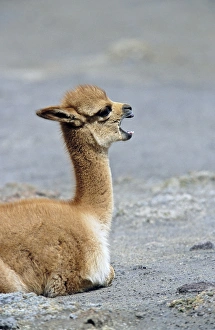 Vicuna (Vicugna vicugna), Altiplano, Chile Vicuna (Vicugna vicugna), Altiplano, Chile