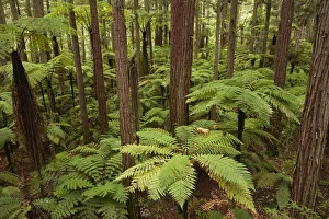 View over redwoods and ferns from Redwoods Treewalk at The Redwoods (Whakarewarewa Forest) View over redwoods and ferns from Redwoods Treewalk at The Redwoods (Whakarewarewa Forest)