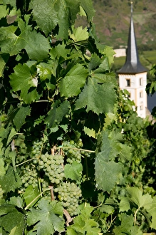 Village church, vineyard, Mosel Valley, Rhineland Palatinate, Germany Village church, vineyard, Mosel Valley, Rhineland Palatinate, Germany