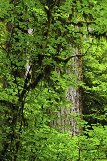 Images Dated 11th July 2011: Vine Maple and Douglas Fir, Hoh Rain Forest, Olympic National Park, Washington, USA