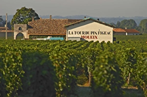 Vineyard and Chateau Latour du Pin Figeac (Moueix), as it is called, in Saint Emilion Vineyard and Chateau Latour du Pin Figeac (Moueix), as it is called, in Saint Emilion