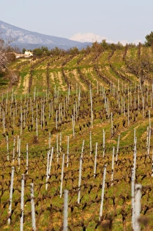 Vineyard and mountain Choteau Barbanau and Clos Val-Bruyere Cassis Cote d'Azur Vineyard and mountain Choteau Barbanau and Clos Val-Bruyere Cassis Cote d'Azur