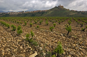 Vineyard in stony soil with San Vicente de la Sonsierra village on hill in the distance Vineyard in stony soil with San Vicente de la Sonsierra village on hill in the distance