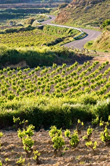 Vineyards along the San Vicente to Banos de Ebro Road in the La Rioja Region of Spain Vineyards along the San Vicente to Banos de Ebro Road in the La Rioja Region of Spain