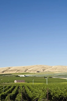 Vineyards of Tri-Cities area in the Columbia Valley, Eastern Washington Vineyards of Tri-Cities area in the Columbia Valley, Eastern Washington