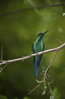 Violet-capped Woodnymph (Thalurania glaucopis) in the Tijuca Forest, part of the Violet-capped Woodnymph (Thalurania glaucopis) in the Tijuca Forest, part of the