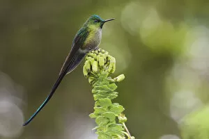 Aglaiocercus Coelestis Gallery: Violet-tailed sylph hummingbird