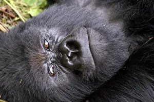 Virunga Mountains, Rwanda, Africa. Mountain Gorilla Virunga Mountains, Rwanda, Africa. Mountain Gorilla