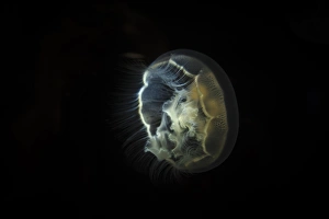 Visible bioluminescence shows this moon jellyfish clearly Visible bioluminescence shows this moon jellyfish clearly