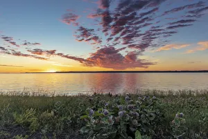 Vivid sunrise clouds over Fort Peck Reservoir and milkweed in the Charles M Russell Vivid sunrise clouds over Fort Peck Reservoir and milkweed in the Charles M Russell