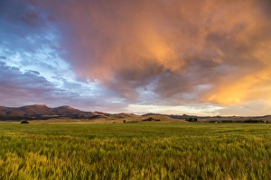 Vivid sunrise clouds over mid-growth wheat field and the Tobacco Root Mountains near Ennis Vivid sunrise clouds over mid-growth wheat field and the Tobacco Root Mountains near Ennis
