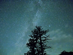WA, Alpine Lakes Wilderness, Ingalls Pass, Milky Way and trees WA, Alpine Lakes Wilderness, Ingalls Pass, Milky Way and trees