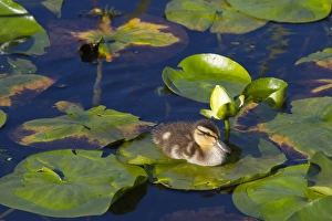 WA, Juanita Bay Wetland, Mallard duck, duckling (Anas platyrhynchos) WA, Juanita Bay Wetland, Mallard duck, duckling (Anas platyrhynchos)